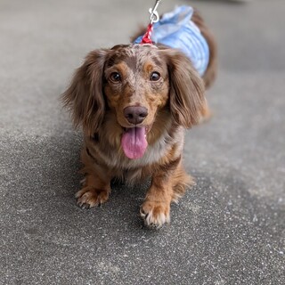 【募集停止中】6歳☆Mダックス