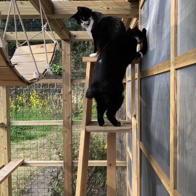 ズーニーのカバー写真