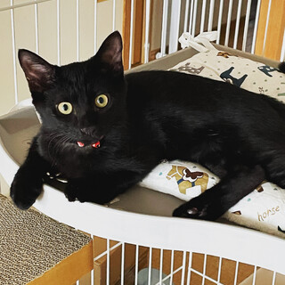 真っ直ぐで長いしっぽの黒猫の女の子みぃちゃん