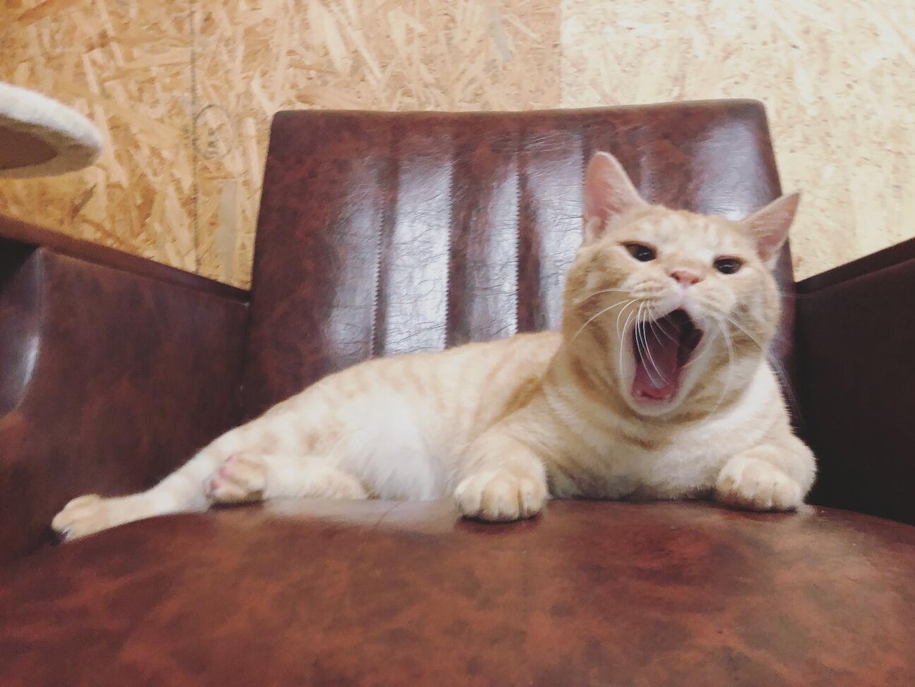 ソル