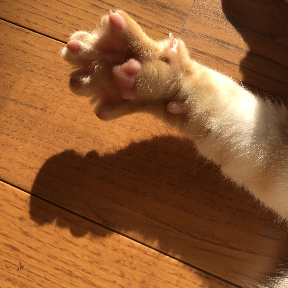 ソルのカバー写真