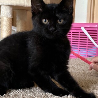 【里親様決定！】人馴れ抜群お利口さんのあさひ君♡