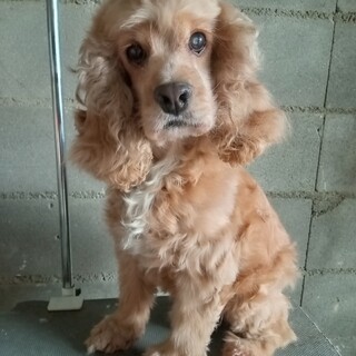 アメリカンコッカースパニエル　大人しい女の子　７歳