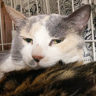 淡い三毛がとっても綺麗な「うすみちゃん」