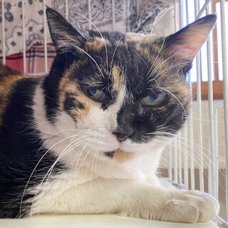 おっとりお母さんの「みぃちゃん」