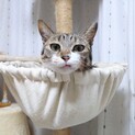 ※おうち決定※キジ三毛柄の美猫さん