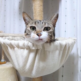 ※おうち決定※キジ三毛柄の美猫さん