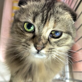 C22-W1152　元気いっぱい懐っこい長毛スコ♪