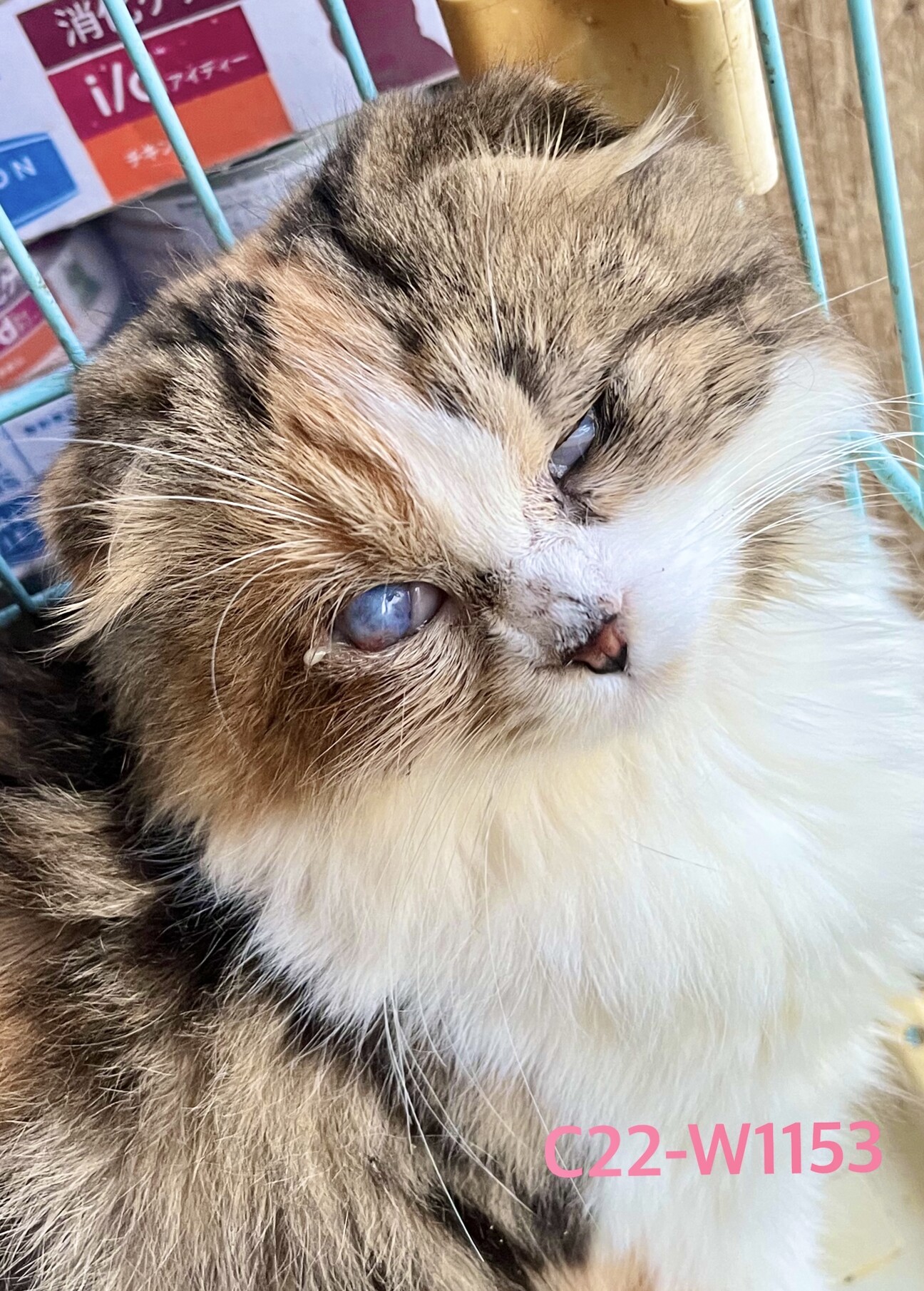 C22-W1153 人懐」滋賀県 - 猫の里親募集(472673) :: ペットのおうち