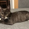 謙虚に甘える優しい3兄弟のブラウンタビー系くん♪ サムネイル2