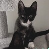 謙虚に甘える優しい3兄弟のブラウンタビー系くん♪ サムネイル4