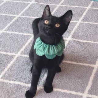 隣にピッタリ寄り添ってくれる優しい子です♪