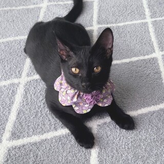 好奇心旺盛！かまってちゃん^_^