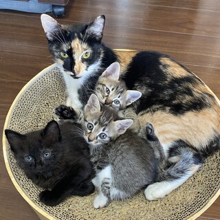 【10/15月島】スリゴロ三毛母1歳＆2ヶ月の子猫