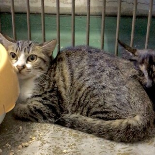 温かいおうちの子になれますように