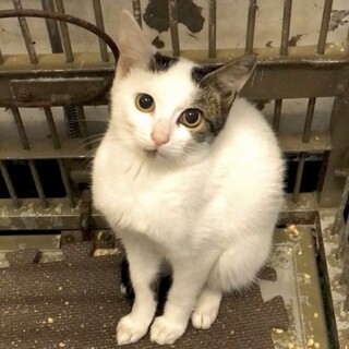 温かいおうちの子になれますように