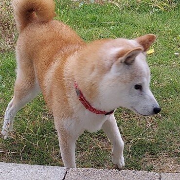 ヒロくん(o＾・＾o)お祝いありがとう❤️　病院嫌だけど一緒にがんばろo(｀^´*)