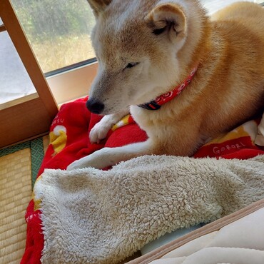 ミグちゃん･ﾟ･(●´Д｀●)･ﾟ･お星さまに……ありがとうね。。