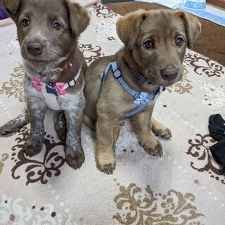 デール 2ヶ月くらい