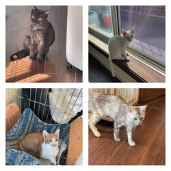 保護猫と暮らそう！子猫祭りの譲渡会