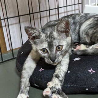 里親募集　猫じゃらし大好きな甘えん坊女の子です