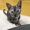 里親募集　猫じゃらし大好きな甘えん坊女の子です サムネイル2