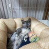 里親募集　猫じゃらし大好きな甘えん坊女の子です サムネイル3