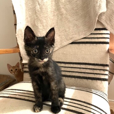 15日サビ猫キャンディちゃんも譲渡会初参加します。