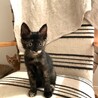 15日サビ猫キャンディちゃんも譲渡会初参加します。