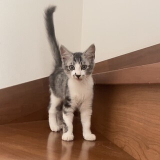 2.5ヶ月の男の子