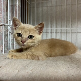 おっとり甘えん坊♪クリームカラー