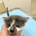 垂れ目でグレー×ホワイトの可愛い男の子