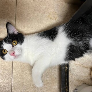 スリゴロにゃん子☆リロちゃん