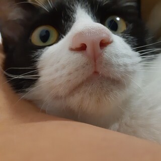 全て処置済み　ハチワレ5ヶ月　男の子