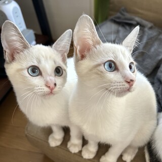 【1/28芝浦】天真爛漫な白シャム美猫ファミリー