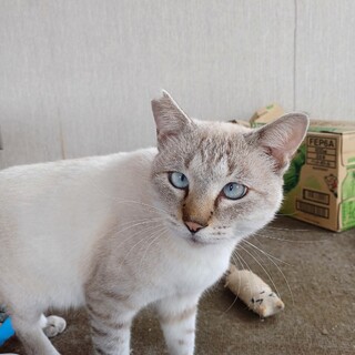 クツシタ大好きの白くん