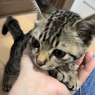 3ヶ月くらいの子猫。ゴロゴロ美人の女の子