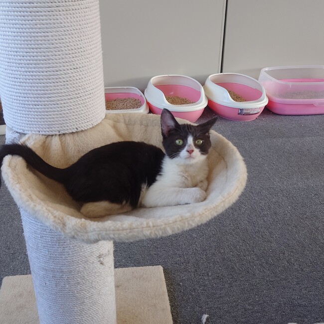 あくあ保護猫シェルターのカバー写真