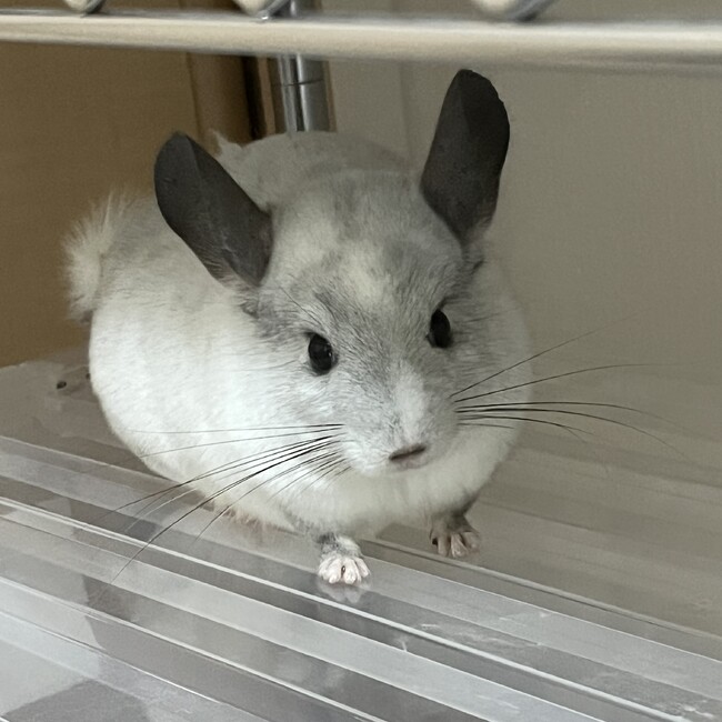 えもりふちたのカバー写真
