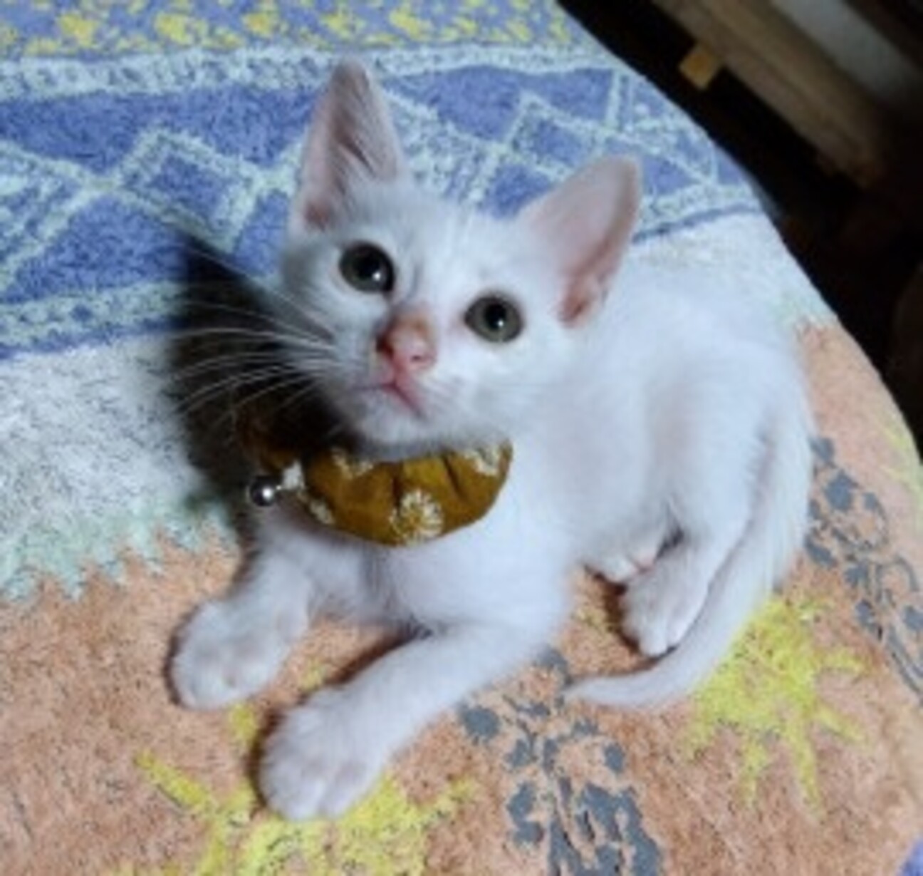 ちびちび白ちゃん サムネイル1