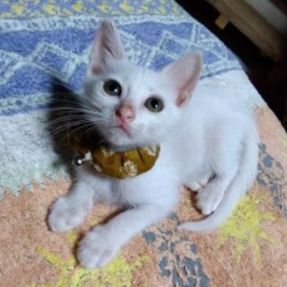 ちびちび白ちゃん