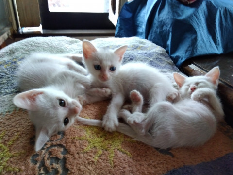 ちびちび白ちゃん サムネイル2