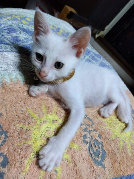 ちびちび白ちゃん サムネイル3