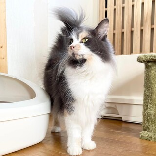 ダイリュートキャリコの女の子・2歳/ヴァルちゃん