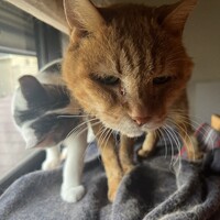 ムータン