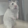 えもりふちた