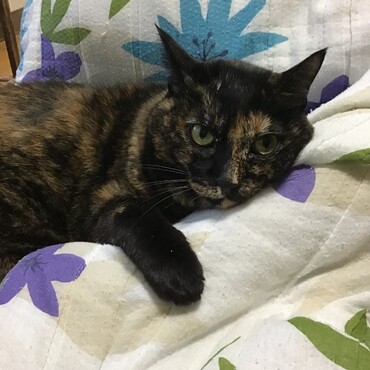 ミグちゃん、お星さまに？！どうしてみんなあっちに行っちゃうの。行かないで…