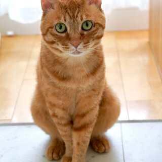 Felv+) 愛が重いw！激甘どえん男子♡にぼし君