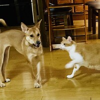ワコ