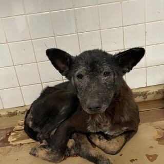 酷い皮膚病を患っています。収容期限10/18迄